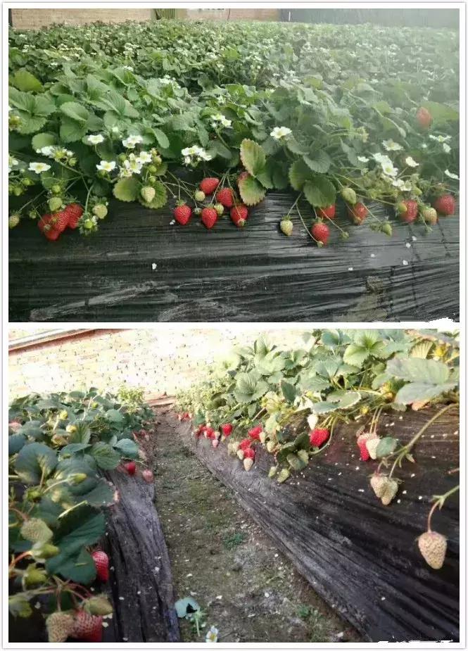 最新鲜草莓，品味鲜甜与科技魅力之旅