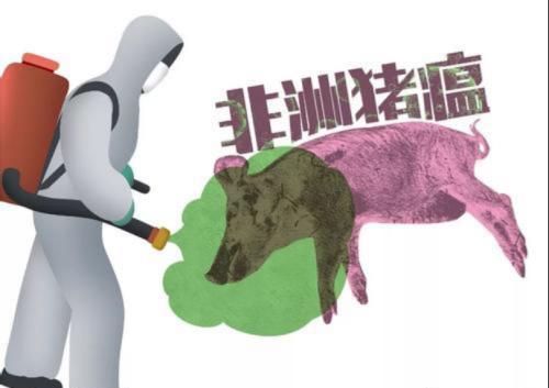 最新猪瘟疫情下的温馨故事